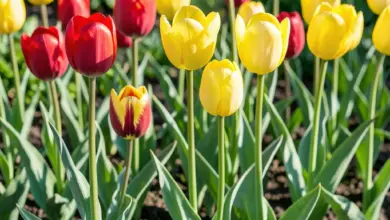 Jak pěstovat tulipány na zahradě - ilustrační foto