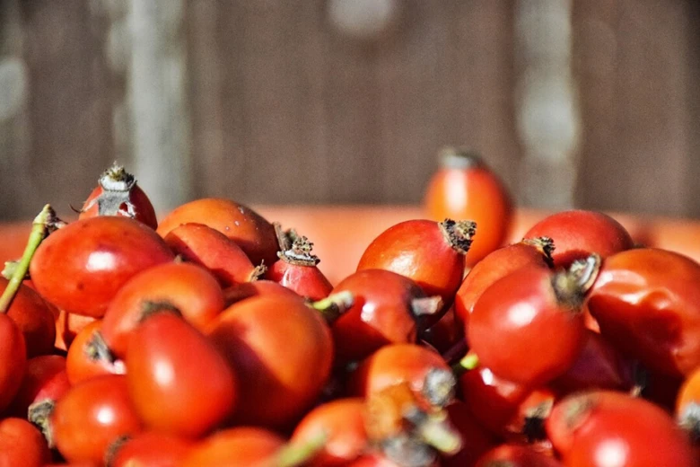 Skládku čerstvých červených šípek s řapíky.