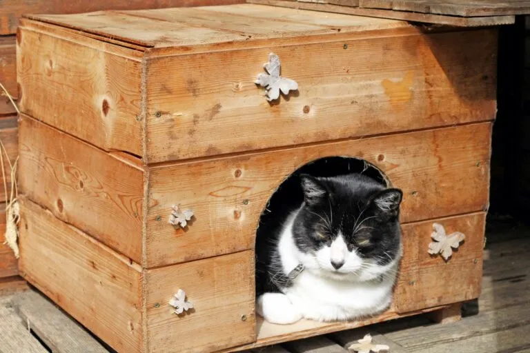 Černobílá kočka odpočívá v dřevěném venkovním domečku pro kočky.