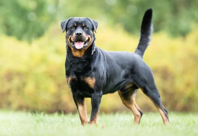 Zdravý rottweiler stojí na trávníku v přírodě.