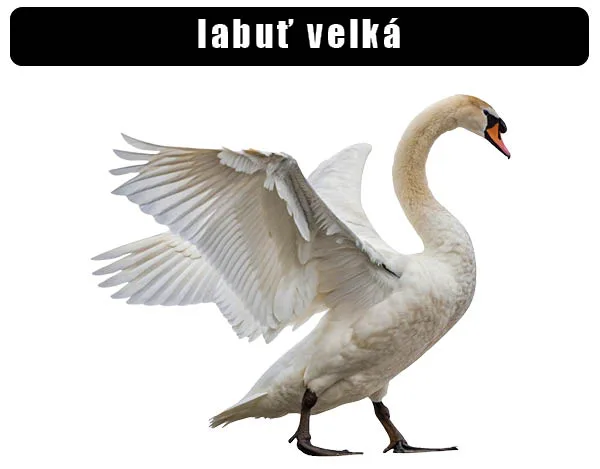 Swan with wings spread
