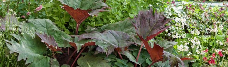 Rhubarb plant with large leaves