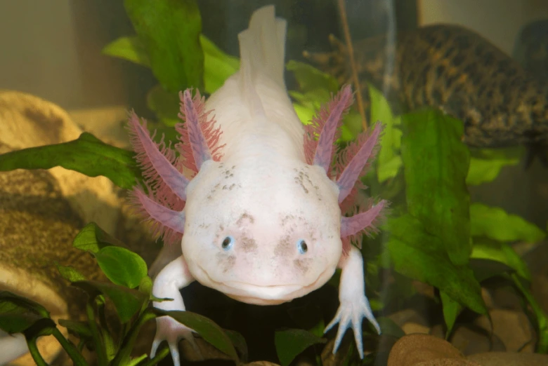 Bílý mexický axolotl v akváriu s rostlinami.