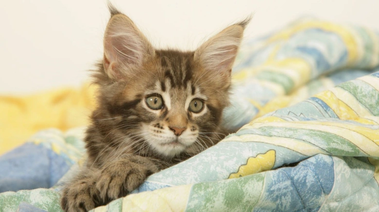 Malý mývalí koťe z rodu Maine Coon se dívá na diváka.