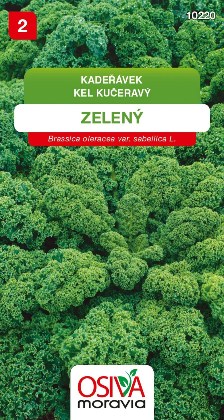Detailní záběr na zelené listy odrůdy kadeřávku.