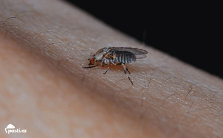 Muchnička sedící na lidské kůži - příčina svědění a zarudnutí.