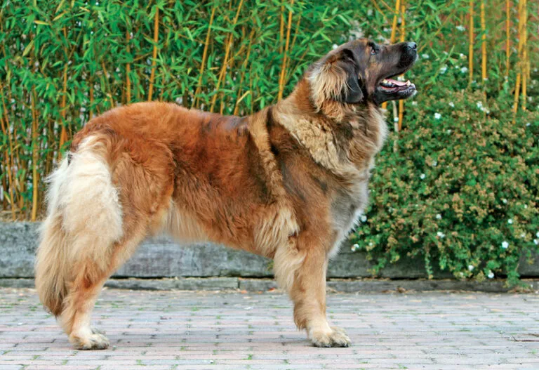 Velký leonberger stojí na dlažbě před zelenou vegetací.