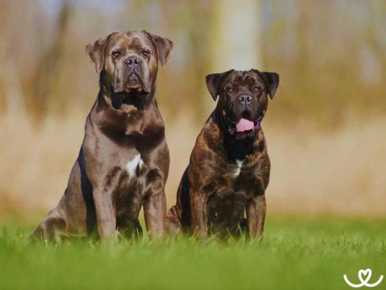 Dva velcí psi plemene Cane Corso sedící na trávě.