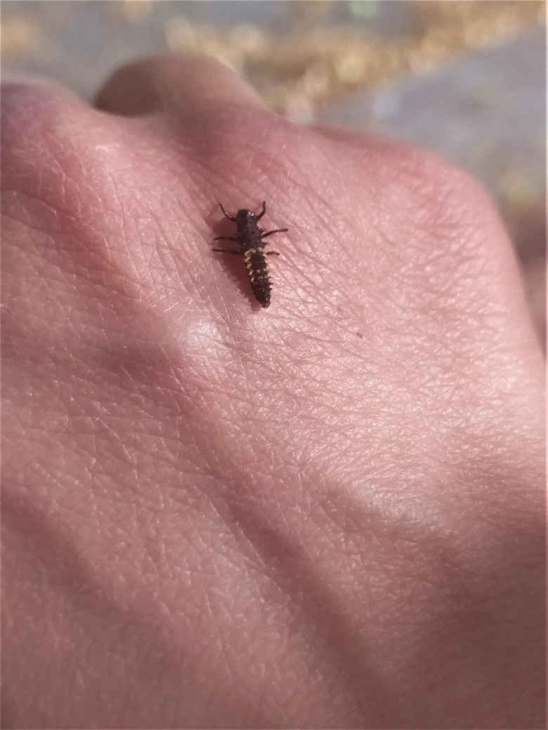 Malé sluníčko sedmitečné na lidské ruce.