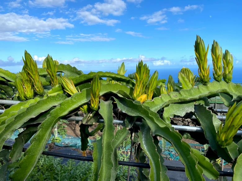 Dragon fruit plant with buds