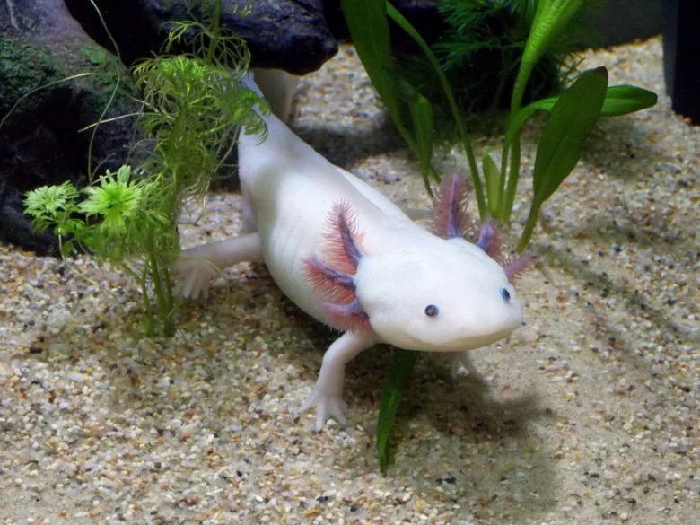 Bílý mexický axolotl plaví se mezi vodními rostlinami v akváriu.