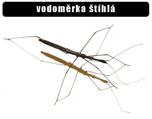 Vodoměrka štíhlá s dlouhými nohami na bílém pozadí.