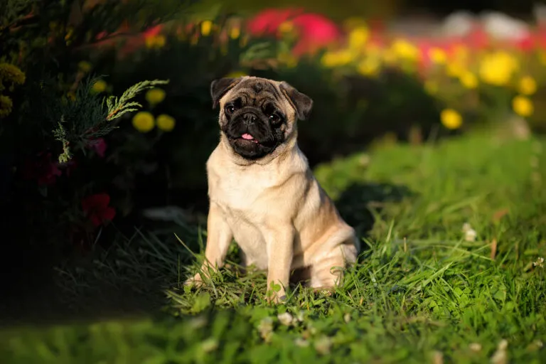 Mopsíček sedící na trávě v zahradě s květinami.