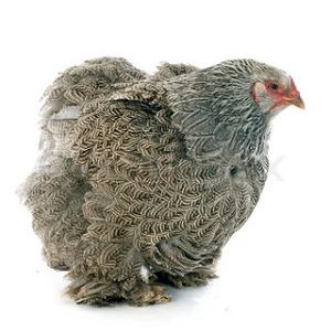 Brahma kuře s charakteristickým peřím na bílém pozadí.