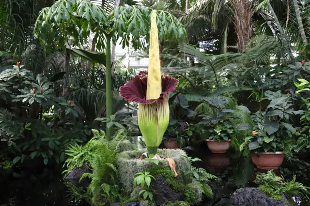Květ titánského zmijovce rostoucí mezi tropickou vegetací.