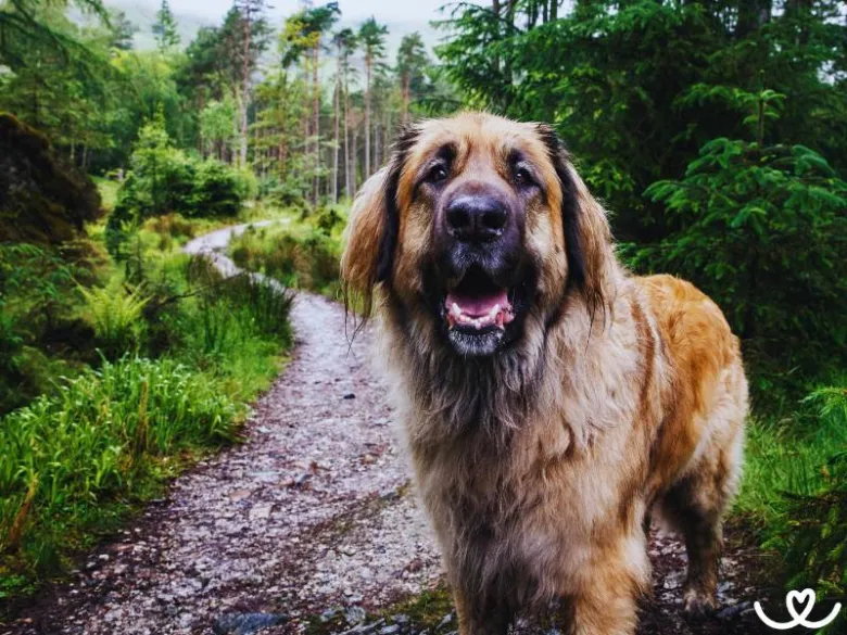 Leonberger pes stojí na lesní cestě mezi stromy