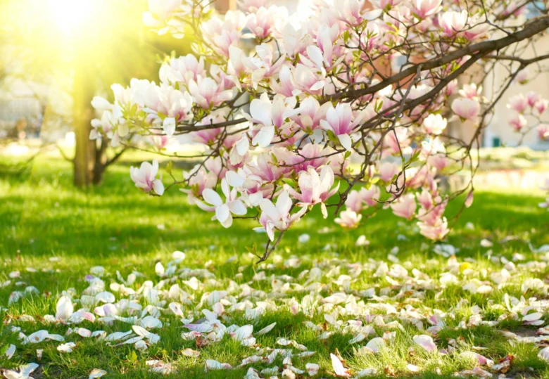 Rozkvetlé růžové magnolie s padajícími květy na trávníku.