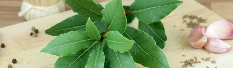Bay leaves plant