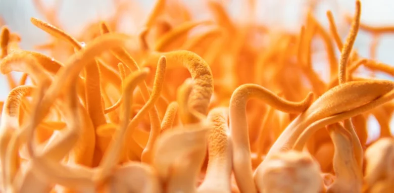 Detailní záběr na oranžové houby rodiny Cordyceps rostoucí v hustém shluku.