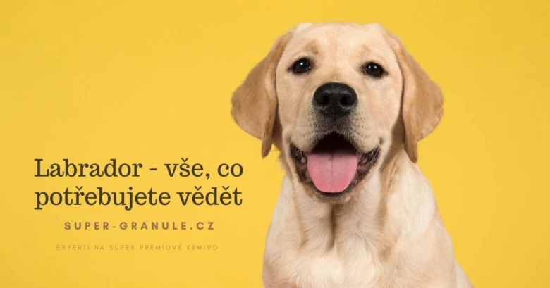 Šťastný žlutý labrador retrívr sedící na žlutém pozadí.