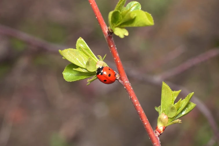 Slunéčko sedmitečné na větvi s listem