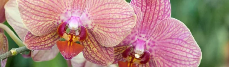 Růžové květy orchideje Phalaenopsis na větvi s rozostřeným pozadím.