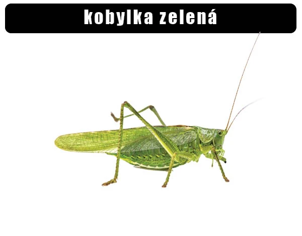 Zelená kobylka na bílém pozadí s detailním zobrazením těla.