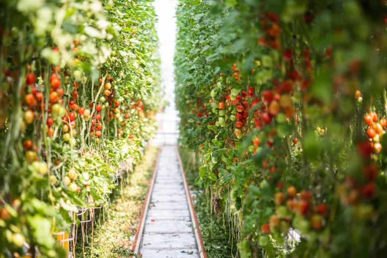 Rajčata pěstovaná v hydroponii na řadách ve skleníku