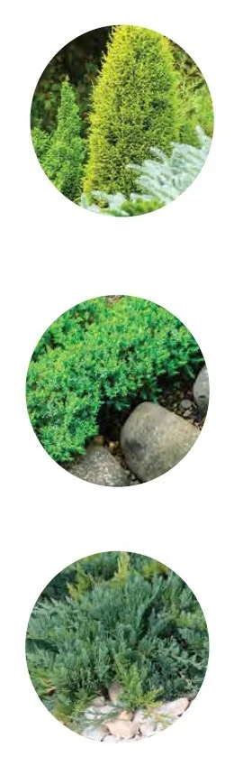 Juniper plants in garden