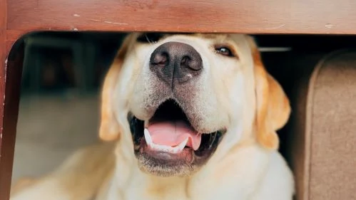 Blahý žlutý labradorský retrívr pod stolem