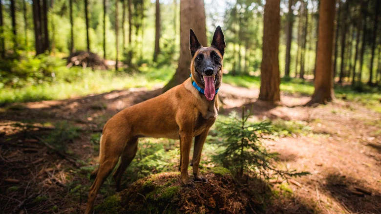 Belgický ovčák malinois stojí v lesu s jasným sluncem.