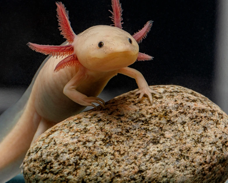 Mexický axolotl s růžovými žábry sedící na kamenu ve vodě.