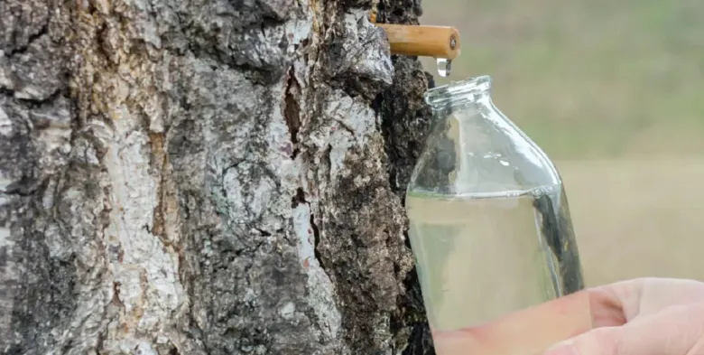 Sběr březové vody do sklenice z kůry stromu.