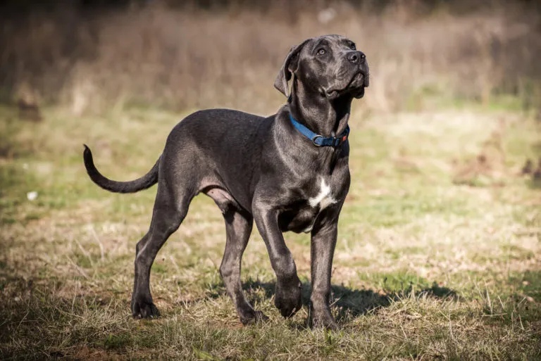 Velký černý pes plemene Cane Corso stojí na trávníku.