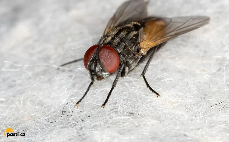 Blízko detailní fotografie domácí mouchy s červenýma očima.