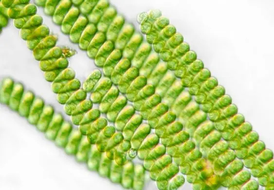 Mikroskopický pohled na zelené řetězce spiruliny pod mikroskopem.