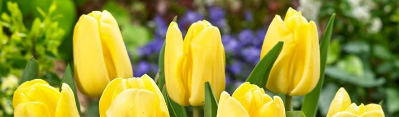 Žluté tulipány rostoucí v zahradě mezi zelenými listy.
