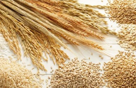 Wheat and grains