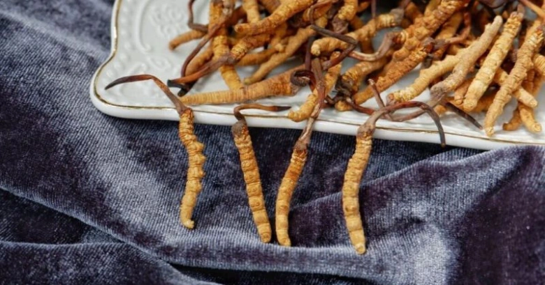 Sušené houby cordyceps na bílém talíři s modrým úpletovým podkladem.