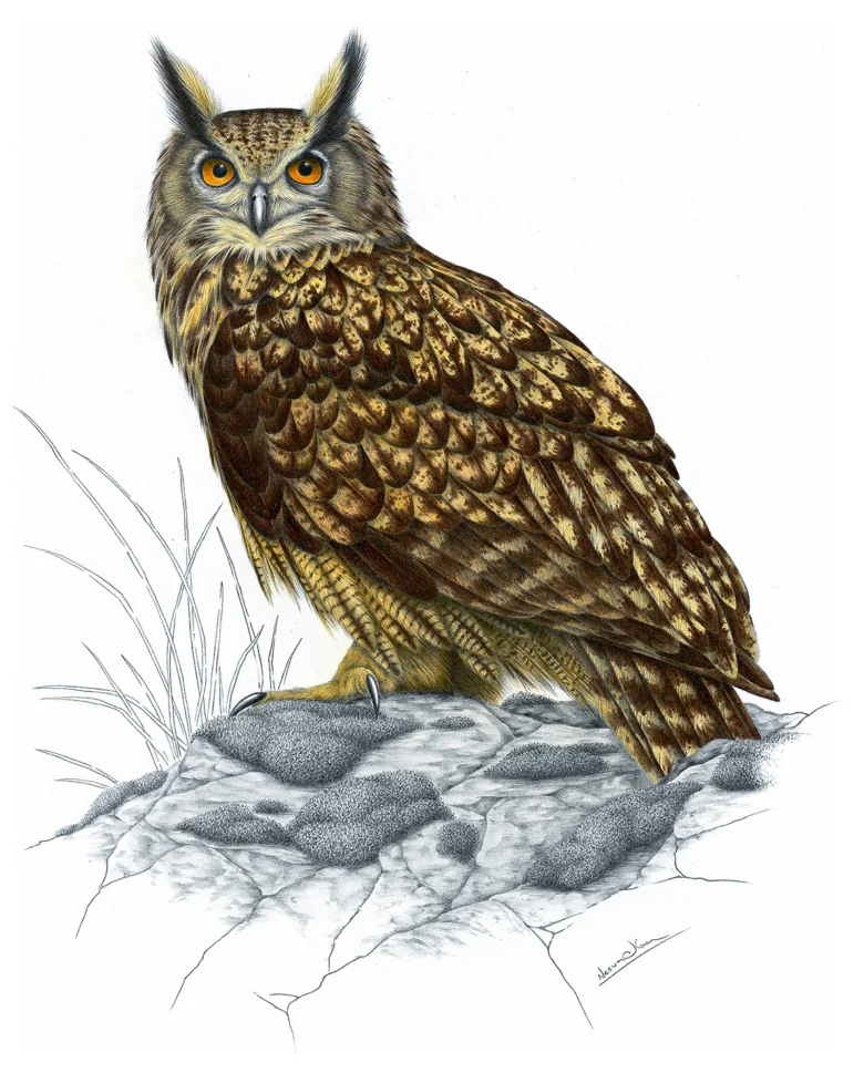 Ilustrace výra velkého sedícího na skále.