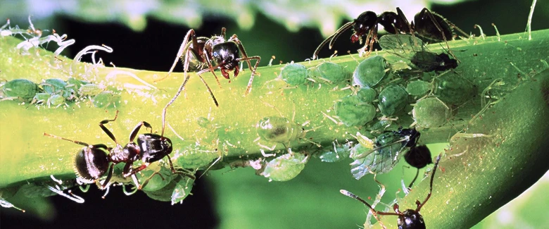 Ants and aphids on plant stem