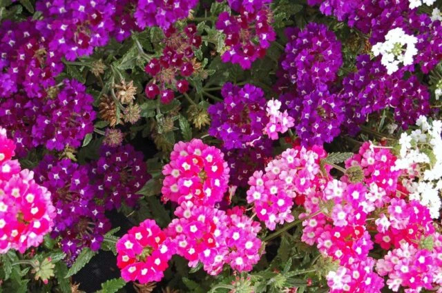Květinová Verbena v truhlíku s barevnými květy růžové a fialové.
