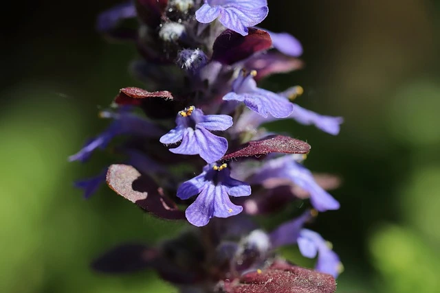 Creeping bugleweed flower