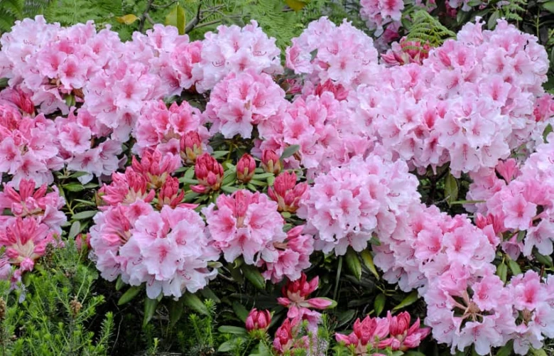 Rozkvetlé růžové rododendrony s pupeny v zahradě