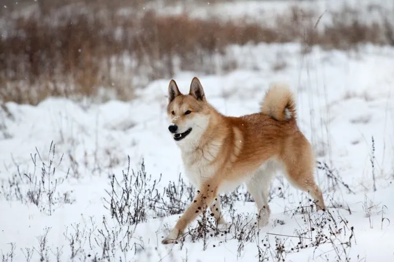 Sibiřský husky stojí v sněhu na zasněženém poli.