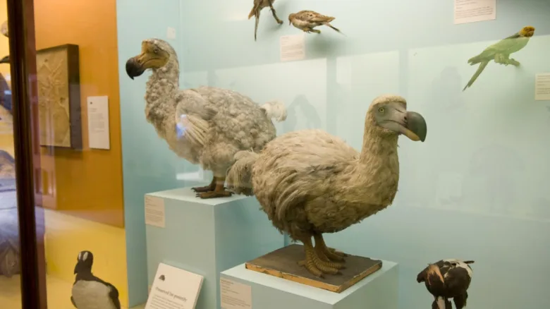 Dva mumifikovaní ptáci dodo vystavené v muzeu jako symbol vyhynutí.