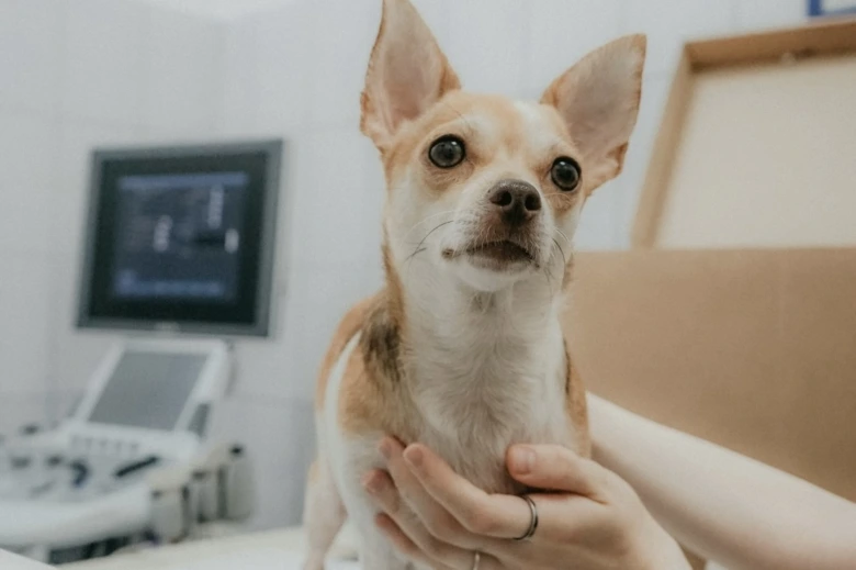 Malý pes je držet v rukou veterináře.