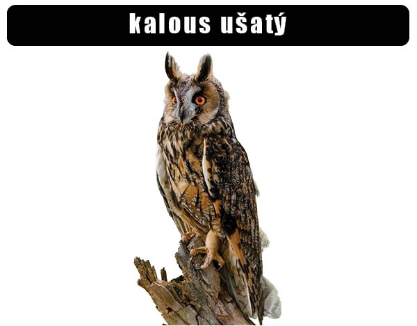 Long-eared owl perched on branch