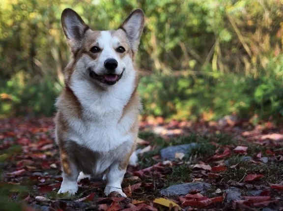 Šťastný corgi stojí v lese mezi podzimními listy.