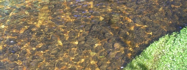 Jasné vody potoka s kameny na dně a zelená tráva.